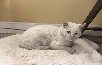 Okul, sokak kedisinin yuvası oldu