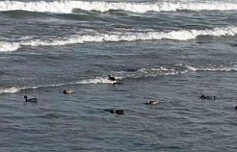 Ordu’da yaban ördekleri şöleni: 11 kuşluk sürü görüntülendi