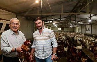 Ordu’da yumurta üretimi, verilen destekler ile zarardan kara dönüştü: İlin ekonomisine yıllık 500 milyon lira gelir