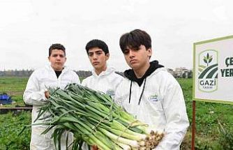 Osmangazi’de pırasa hasadıyla doğallık sofralara taşınıyor