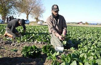 Osmaniye’de ıspanak hasadı başladı