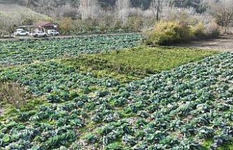 Osmaniye’de lahana hasadı yapıldı