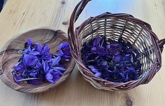 Osmaniye’de yüksek getirili safrana ilgi artıyor