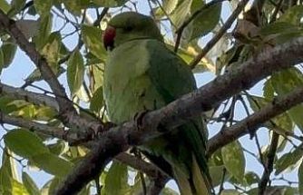 Pakistan papağanları adliye bahçesini mesken tuttu