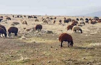 Patnos’ta kar yağmaması çiftçilerin yüzünü güldürdü