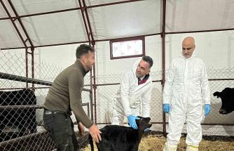 Pertek’te kırsala bereket: Genç veterinere hayvancılık desteği