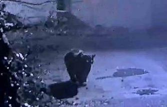 Rize’de avcıların yakalayamadığı ayı güvenlik kamerasına yakalandı