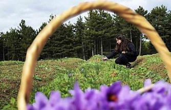 Safran, sarımsak ve kırmızı bibere bilimsel güvence