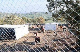 Sahiplendiği iki köpeği sokağa atan şahsa 172 bin TL ceza