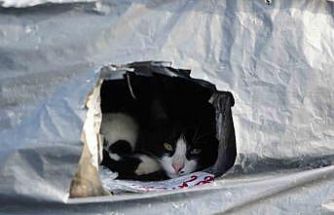 Samsun sahilinde kediler için sıcak yuva