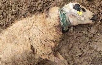 Şanlıurfa’da sürüye saldıran kurt 18 koyunu telef etti