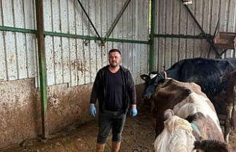 Şap hastalığına bir hayvanını daha verdi