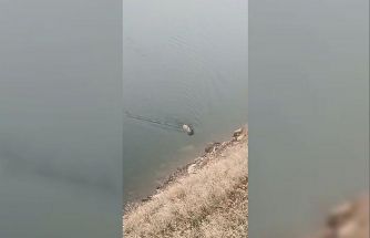 Sarp kayalıkların ustası baraj gölünde yüzerken görüldü