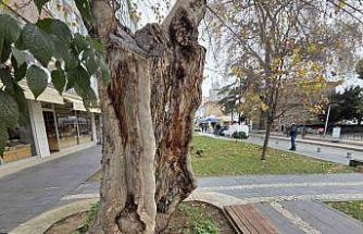 Şehirdeki 20 anıt ağaçtan biri olan çınar, gövdesi olmadan dış kabuğu üzerinde duruyor
