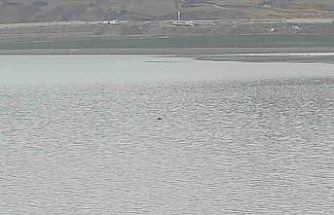 Sıhke Göleti’ne giren inek telef oldu