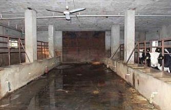 Siirt’te 3 buçuk ayda 54 büyükbaş hayvanı telef olan besicinin zararı 8 milyon lirayı buldu