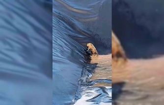 Siirt’te kurt boş havuza düştü