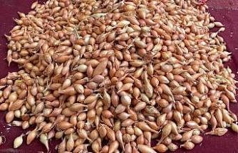 Soğan üreticilerine ‘Dikim zamanı’ uyarısı