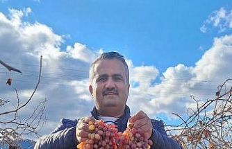 Soğuğa dayanıklı kazancı yüksek