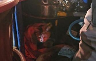 Sokak kedisine üşümesin diye kestane kazanının yanında bakıyor