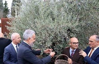 Stratonikeia’da ilk ‘Zeytin Hasat Festivali’ düzenlendi