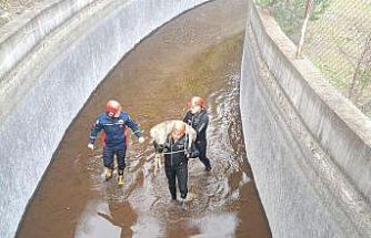 Su kanalına düşen karaca kurtarıldı, itfaiye eri metrelerce omzunda taşıdı