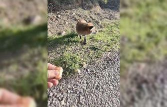 Tarihi Alan’da insanlara alışan tilki bölgenin maskotu oldu