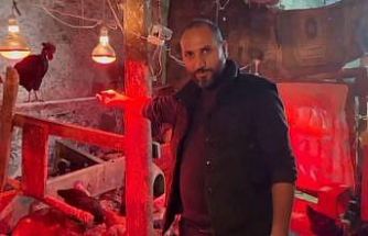 Tavuklara müzikli terapi: "Yumurta verimi arttı"