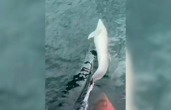 Tekirdağ açıklarında tekneye yunus eşliği