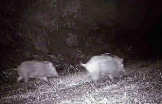 Tekirdağ’da fotokapana domuz sürüsü takıldı