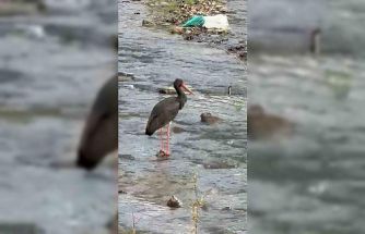 Türkiye’de nadir görülen kara leylek Karabük’te görüldü