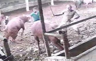 Üzerine zıplayan boğanın darbesiyle yere serildi: O anlar kamerada