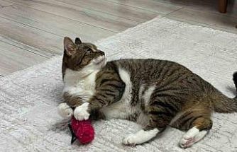 Uzmandan evcil hayvanlarda aşı uyarısı