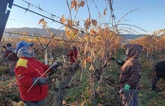 Üzüm bağlarında kadın istihdamı artıyor