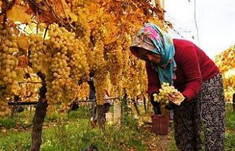 Üzüm hasadında sona yaklaşıldı