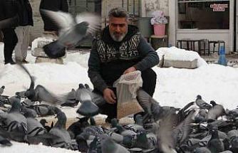 Van’da kar sonrası güvercinlerden görsel şölen