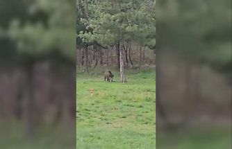 Yaban domuzu da üniversiteli oldu