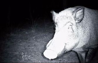 Yaban domuzunun fotokapanla savaşı: Söküp parçalamaya çalıştı