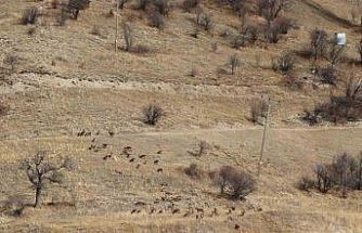 Yaban keçileri tek tek sayılıyor
