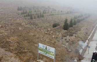 Yahyalı’ya bin 200 fidan dikildi