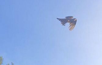 Yaralı atamaca tedavisi ardından yeniden doğal ortamında