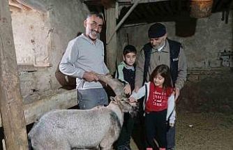 Yaralı halde buldukları dağ keçisine ‘Garip’ adını verdiler