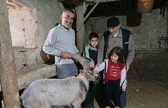 Yaralı halde bulunan dağ keçisi tedavisinin ardından doğaya salındı