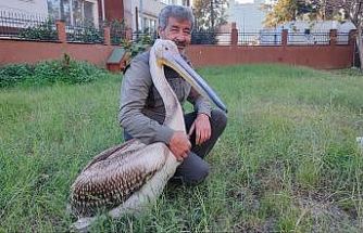 Yaralı pelikanın yürek ısıtan dostluğu
