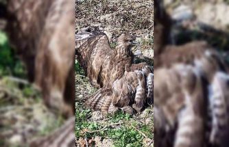 Yaralı şahin tedaviye alındı