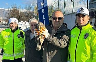 Yaralı şahine polis şefkati