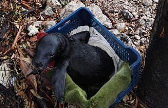 Yavru foka balıkçı şefkati: "Seni iyileştireceğiz evlat"
