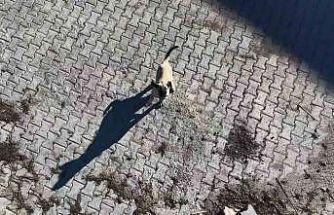 Yavru kangalın dronla imtihanı