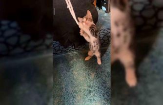 Yavru kedi camide vaaz sırasında cemaatle ve tespihle oynadı