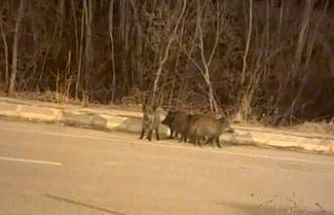 Yüksekova’nın farklı noktalarında domuz sürüleri görüntülendi